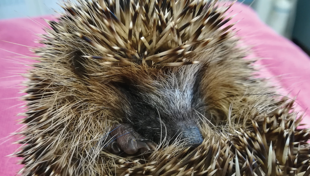 Les P'tits soigneurs en herbe : le cadeau idéal pour Noël